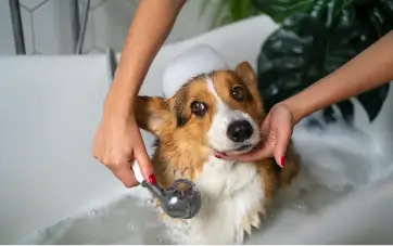 Pet Grooming