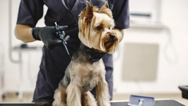 Pet grooming appointment booking software demo