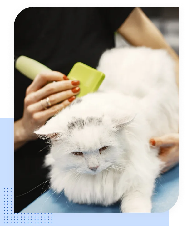 BookingPress cat grooming scheduling software