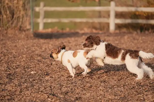 Dogs playing together