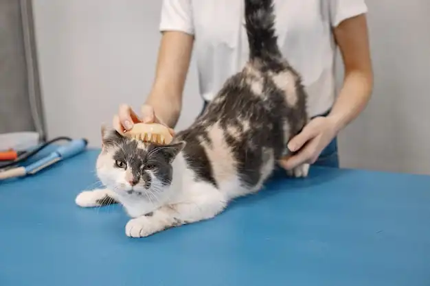 Groomer combing a cat