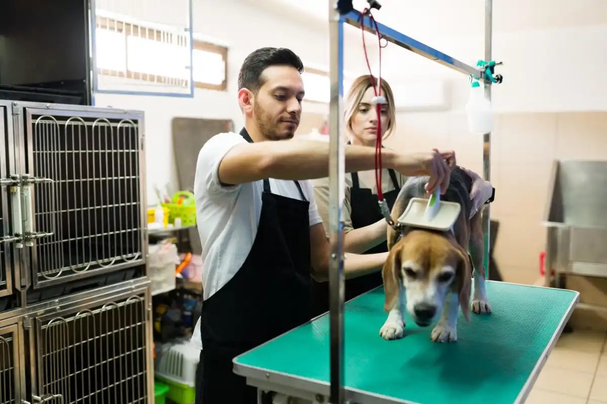Two groomers brushing a beagle at a pet salon