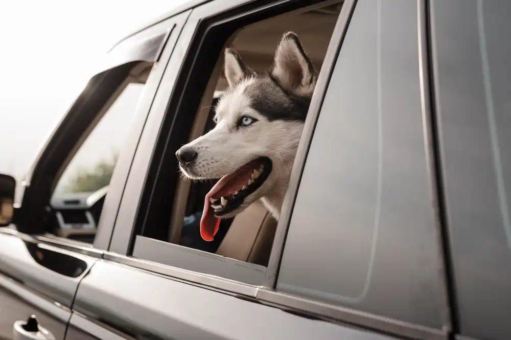 Husky looking out of a car window