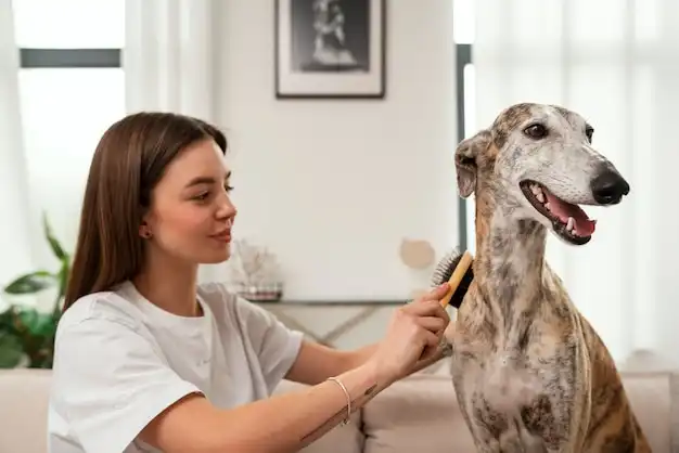 Groomer brushing a dog