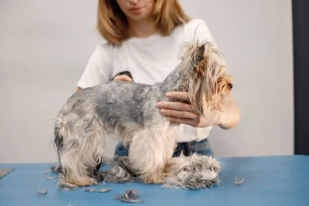 Groomer trimming a Yorkshire terrier